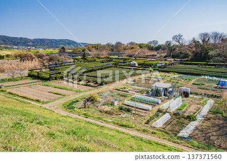 京都府常陽市木津川右岸的茶園 137371560