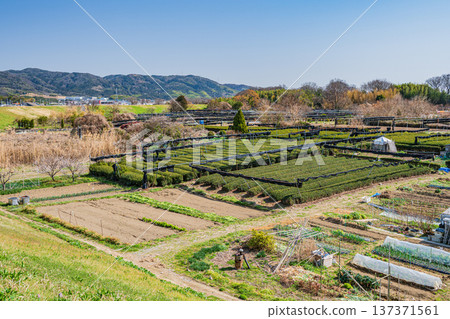 京都府常陽市木津川右岸的茶園 137371561