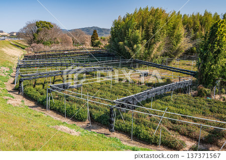 Tea fields on the right bank of the Kizu River, Joyo City, Kyoto Prefecture Tea fields on the right bank of the Kizu River, Joyo City, Kyoto Prefecture 137371567