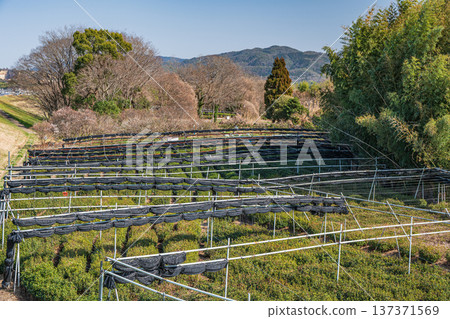 京都府常陽市木津川右岸的茶園 137371569