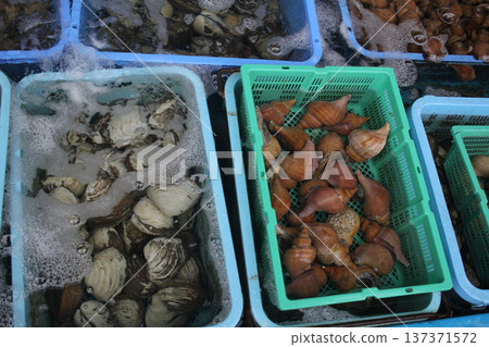 Fresh live shellfish including clams, oysters, and sea snails displayed in water trays and baskets at a seafood market in Japan Fresh live shellfish including clams, oysters, and sea snails displayed in water trays and baskets at a seafood market in Japan 137371572
