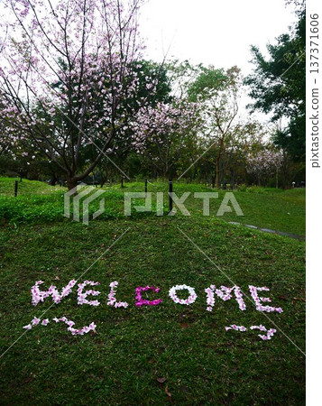 Cherry blossom arrangement WELCOME_02 Cherry blossom arrangement WELCOME_02 137371606