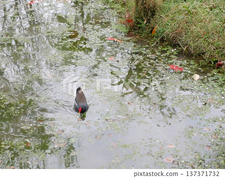 Red-crowned Moorhen 10 Red-crowned Moorhen 10 137371732