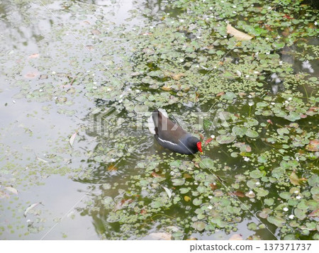 Red-crowned Moorhen 05 137371737