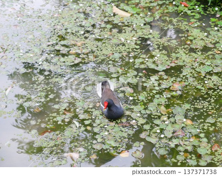 Red-crowned Moorhen 04 137371738