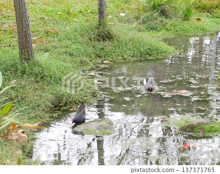 紅冠水雞17 紅冠水雞17 137371765