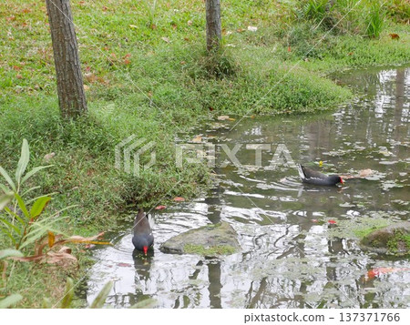 Red-crested Waterhen 16 Red-crested Waterhen 16 137371766