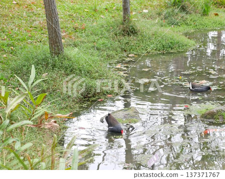 Red-crested Waterhen 15 Red-crested Waterhen 15 137371767