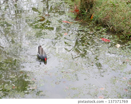 Red-crested Moorhen 13 137371769