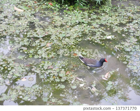 Red-crested Moorhen 12 Red-crested Moorhen 12 137371770