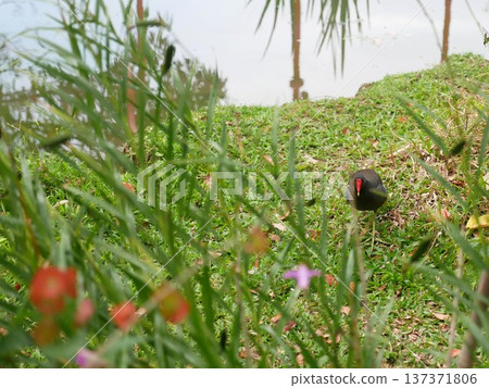 Red-crowned Moorhen 25 137371806