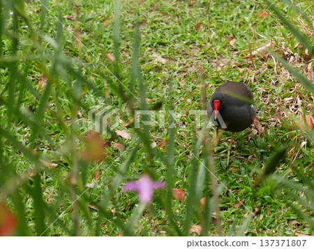 紅冠水雞24 137371807