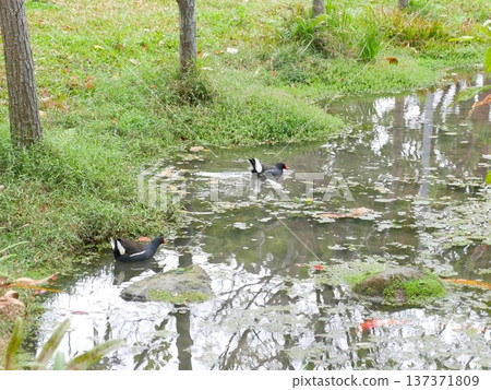 紅冠水雞22 紅冠水雞22 137371809