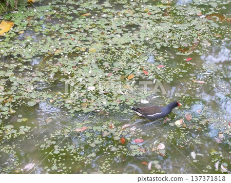 Red-crested Waterhen 26 137371818