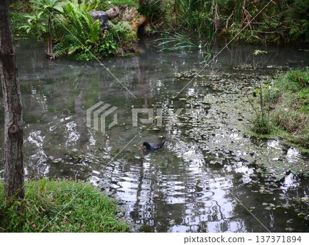 Red-crowned Moorhen 38 Red-crowned Moorhen 38 137371894