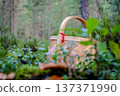 Empty traditional wicker basket standing on the forest among green moss, ready for mushroom picking. 137371990