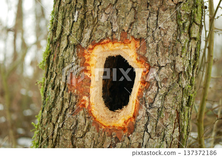 Black woodpecker hole close-up alders Alnus trees Dryocopus martius has round hollow wood hollowed out by the strong beak or bill of Woodpeckers picidae bird nest or home in forest woodland farmland 137372186