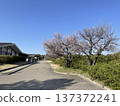 寧靜的林蔭大道，櫻花樹在藍天下開始綻放（春日景色） 137372241