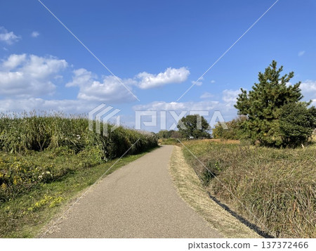 Rural walking path and natural scenery under blue skies and clouds 137372466