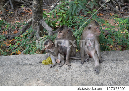 Three monkeys 137372601