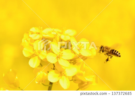 A honeybee flying to suck nectar from rape blossoms A honeybee flying to suck nectar from rape blossoms 137372685