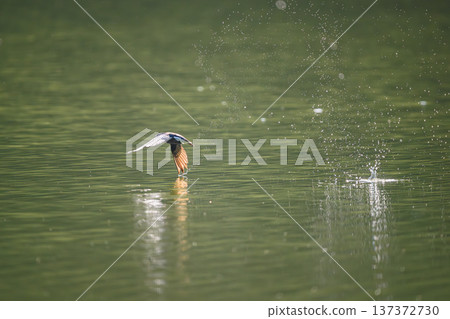 一隻藍尾雨燕高速掠過水面。 一隻藍尾雨燕高速掠過水面。 137372730