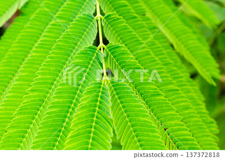 Natural plant green leaf in garden close up Natural plant green leaf in garden close up 137372818