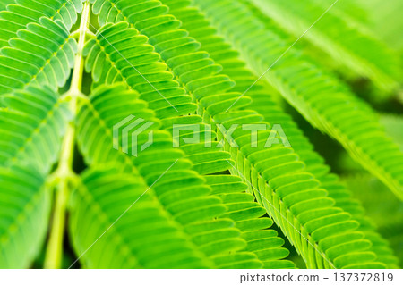 Natural plant green leaf in garden close up Natural plant green leaf in garden close up 137372819
