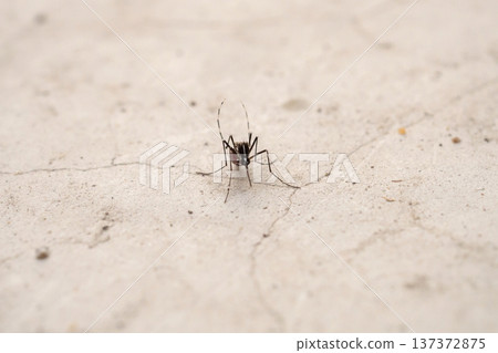 Aedes aegypti mosquitoes on concrete floor 137372875