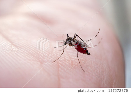 Aedes aegypti mosquitoes on human hand 137372876