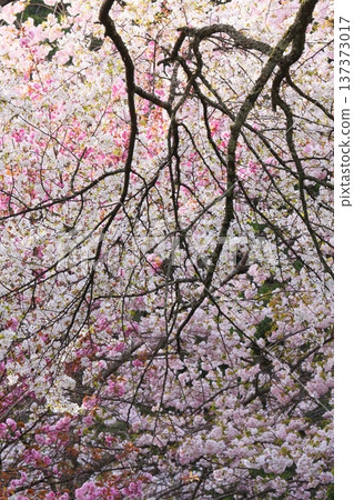 Cherry blossoms in full bloom 137373017