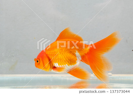 Oranda goldfish in aquarium fish tank close up 137373044