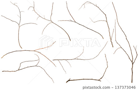 Dry tree branches set isolated on white background 137373046