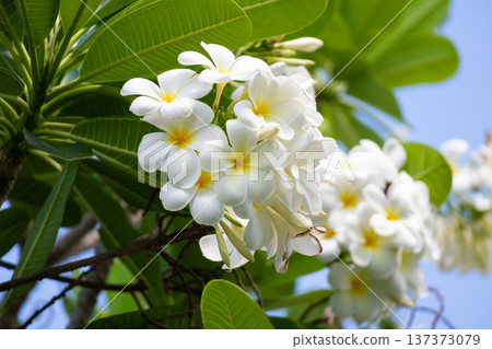 White Frangipani flower Plumeria alba with green leaves White Frangipani flower Plumeria alba with green leaves 137373079