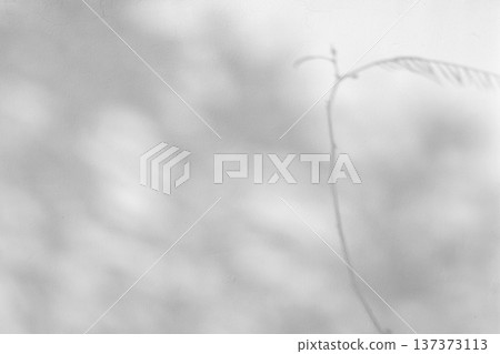 Abstract natural tree leaves shadow on white wall background Abstract natural tree leaves shadow on white wall background 137373113