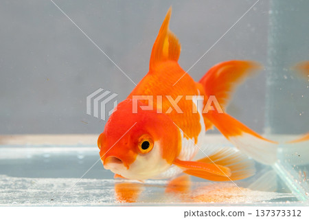 Oranda goldfish in aquarium fish tank close up Oranda goldfish in aquarium fish tank close up 137373312