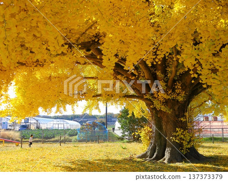 豐川市大和的大銀杏 137373379