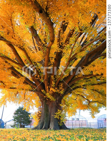 Toyokawa City Yamato's Great Ginkgo 137373380