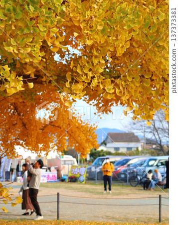 Toyokawa City Yamato's Great Ginkgo 137373381