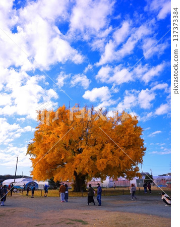 Toyokawa City Yamato's Great Ginkgo Toyokawa City Yamato's Great Ginkgo 137373384