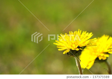 蒲公英 蒲公英 137373389