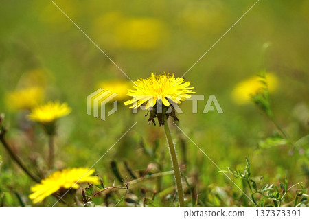 蒲公英 蒲公英 137373391