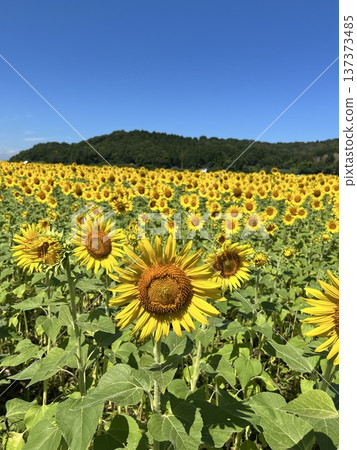 栃木縣益子町的夏日向日葵花田和藍天 栃木縣益子町的夏日向日葵花田和藍天 137373485