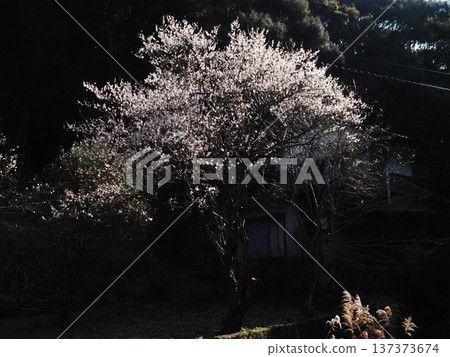 陽光透過樹葉灑在白色的梅花上(吉野川上游一棵開滿鮮花的梅樹) 陽光透過樹葉灑在白色的梅花上(吉野川上游一棵開滿鮮花的梅樹) 137373674