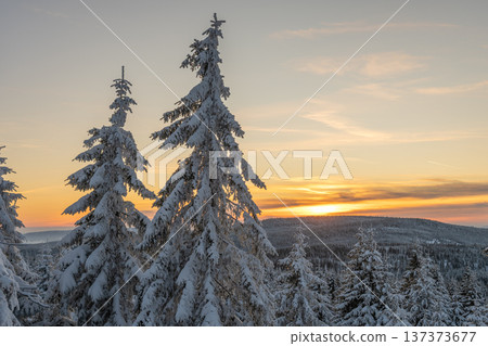 Snow-covered trees stand tall as the sun sets in the Jizera Mountains. The evening sky shows warm colors blending with the winter landscape. Nature displays its beauty at dusk. Snow-covered trees stand tall as the sun sets in the Jizera Mountains. The evening sky shows warm colors blending with the winter landscape. Nature displays its beauty at dusk. 137373677