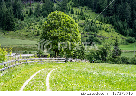 A winding path leads through a lush green meadow in the Austrian Alps. The vibrant landscape features a large tree and towering mountains, creating a tranquil rural setting. A winding path leads through a lush green meadow in the Austrian Alps. The vibrant landscape features a large tree and towering mountains, creating a tranquil rural setting. 137373719