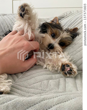 Playful Biewer Yorkie Terrier puppy lying on a cozy bed while being petted, fluffy fur and paws comfort concept 137373803