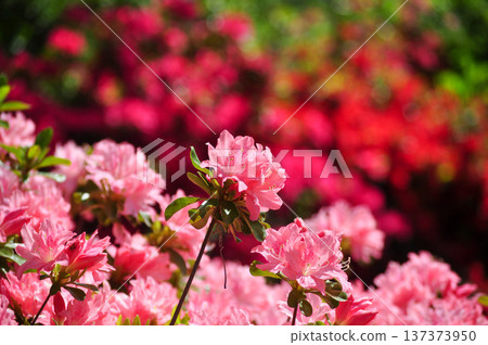 春天杜鵑花的特寫（前景柔和虛化） 137373950