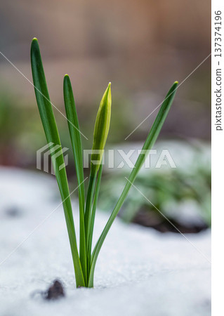 Spring bulb pushes through melting snow 137374196
