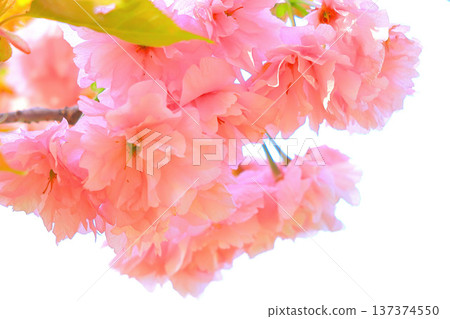 Beautiful double cherry blossoms in full bloom Beautiful double cherry blossoms in full bloom 137374550